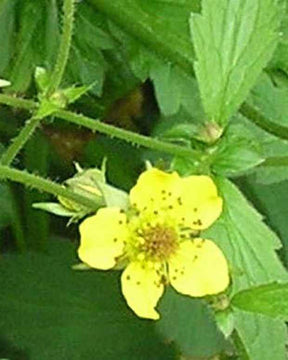 Benoîte commune - Fleurs vivaces - Geum urbanum