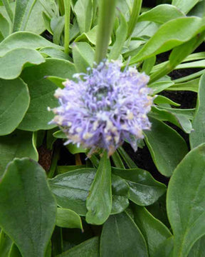 3 Globulairesponctuée - jardins - Globularia punctata