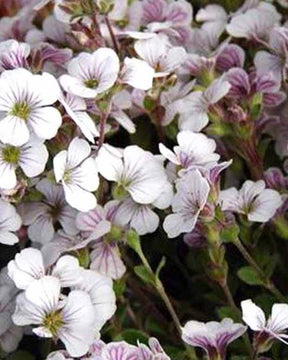 3 Gypsophiles à feuilles de Céraistes - Fleurs vivaces - GYPSOPHILA CERASTIOIDES