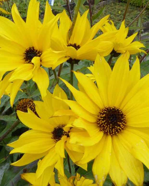 Tournesol vivace Monarch - jardins - HELIANTHUS ATRORUBENS MONARCH