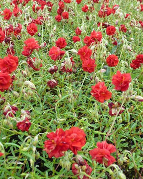 Hélianthème Amabile Plenum - Fleurs vivaces - HELIANTHEMUM AMABILE PLENUM