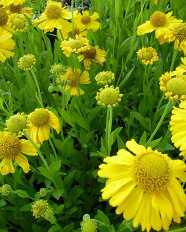 Hélénie d automne Pumilum Magnificum - Fleurs vivaces - HELENIUM AUTUMNALE PUMILUM MAGNIFICUM