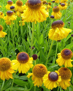 Hélénie The Bishop - Fleurs vivaces - Helenium bigelovii The Bishop