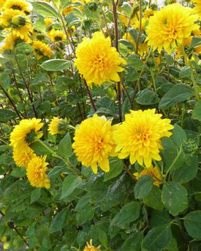 Soleil vivace Triumph von Gent - jardins - Helianthus decapetalus Plenus