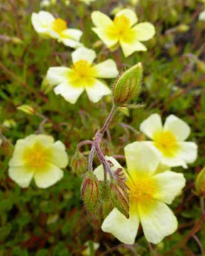 Hélianthème Elfenbeinglanz - Fleurs vivaces - HELIANTHEMUM ELFENBEINGLANZ