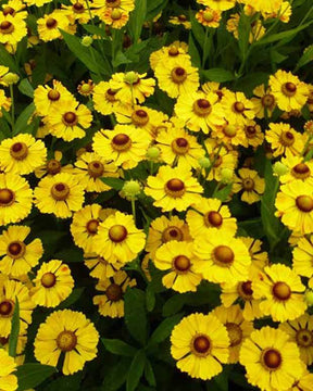 Hélénie Goldrausch - Fleurs vivaces - Helenium Goldrausch