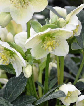 Héllébore Anna s Red - Hellébores - Helleborus x ericsmithii ANNA S RED