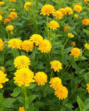 Héliopside fausse hélianthe Asahi - jardins - Heliopsis helianthoides Asahi