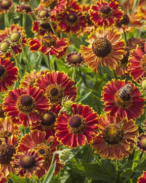 Hélénie Bandera - Fleurs vivaces - Helenium autumnale Bandera