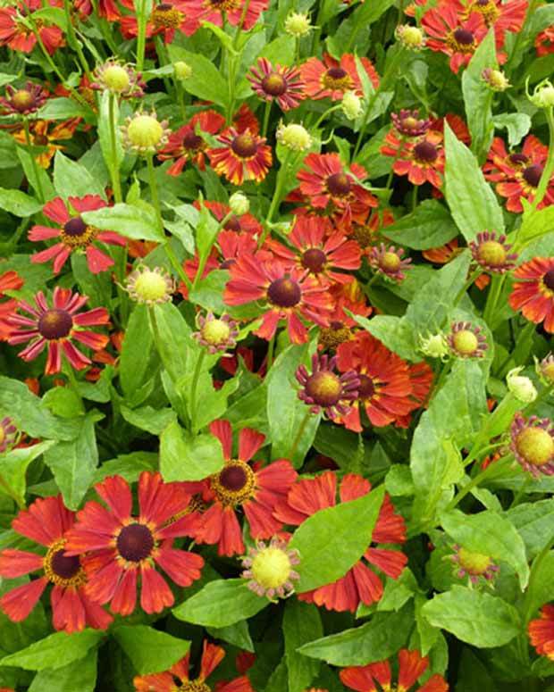 Hélénie Dunkle Pracht - Fleurs vivaces - Helenium Dunkle Pracht