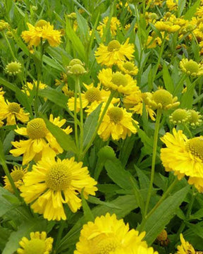 Hélénie Double Trouble - Fleurs vivaces - Helenium Double Trouble