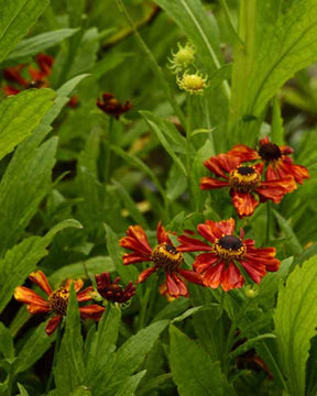 Hélénie Flammendes Kätchen - Fleurs vivaces - Helenium Flammendes Käthchen