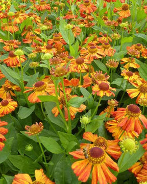 Hélénie Flammenspiel - Fleurs vivaces - Helenium Flammenspiel