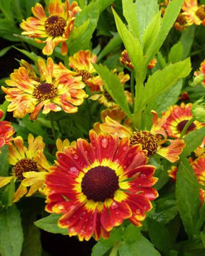 Hélénie Fuego - Fleurs vivaces - Helenium Fuego