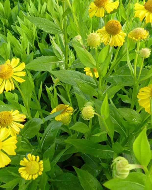 Hélénie Gold Doubloons - Fleurs vivaces - Helenium Gold Doubloons