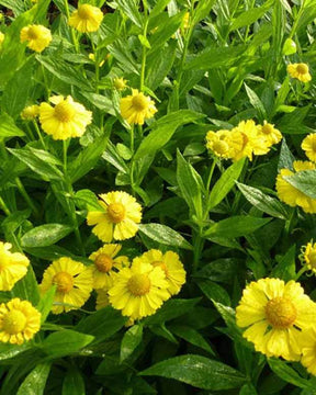 Hélénie Kanaria - Fleurs vivaces - Helenium Kanaria