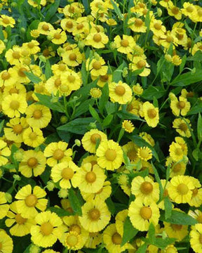 Hélénie Kugelsonne - Fleurs vivaces - Helenium Kugelsonne