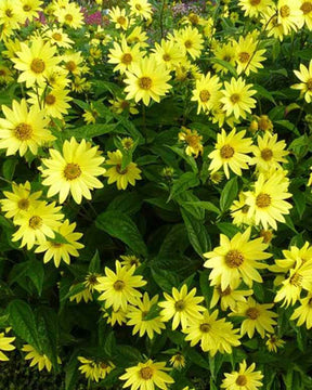 Soleil vivace Lemon Queen - jardins - Helianthus Lemon Queen