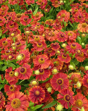 Hélénie Mahagoni - Fleurs vivaces - Helenium Mahagoni