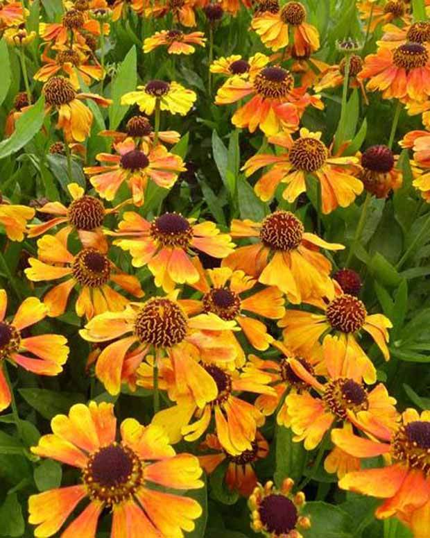 Hélénie Mardi Gras - Fleurs vivaces - Helenium Helbro MARDI GRAS