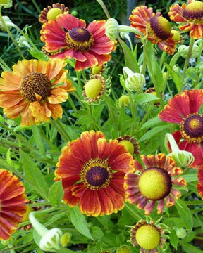 Hélénie Marion Nickig - Fleurs vivaces - Helenium Marion Nickig