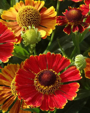 Hélénie Poncho - Fleurs vivaces - Helenium Poncho