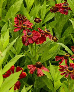 Hélénie Potter s Wheel - Fleurs vivaces - Helenium Potters Wheel