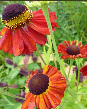 Hélénie Red Army - Fleurs vivaces - Helenium Red Army