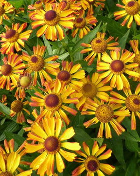 Hélénie Ruby Charm - Fleurs vivaces - Helenium Ruby Charm