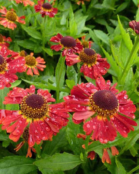 Hélénie Salsa - Fleurs vivaces - Helenium Salsa