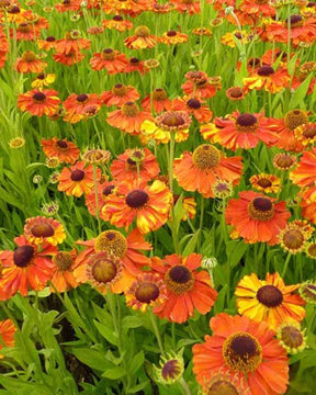 Hélénie Sahin s Early Flowered - Fleurs vivaces - Helenium Sahins Early Flowerer