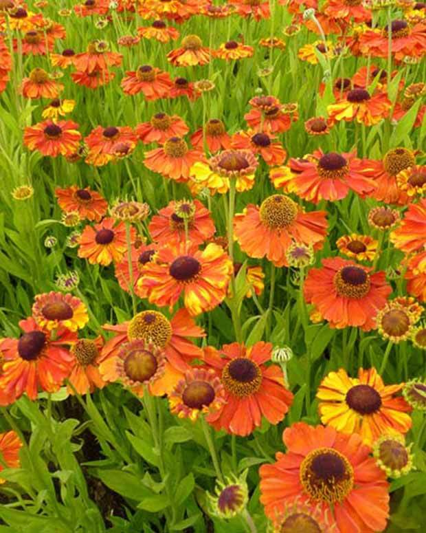 Hélénie Sahin s Early Flowered - Fleurs vivaces - Helenium Sahins Early Flowerer