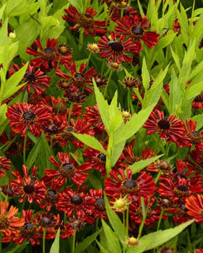 Hélénie Siesta - Fleurs vivaces - Helenium Siesta