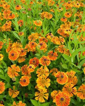 Hélénie Waltraut - Fleurs vivaces - Helenium Waltraut