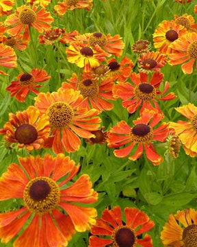 Hélénie Wonadonga - Fleurs vivaces - Helenium Wonadonga