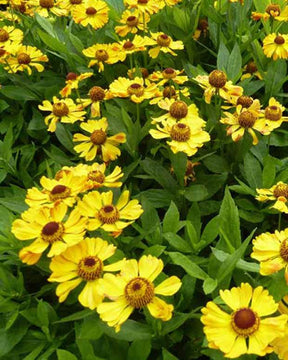 Hélénie Zimbelstern - Fleurs vivaces - Helenium Zimbelstern