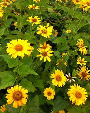 Héliopside Karat - jardins - HELIOPSIS HELIANTHOIDES KARAT