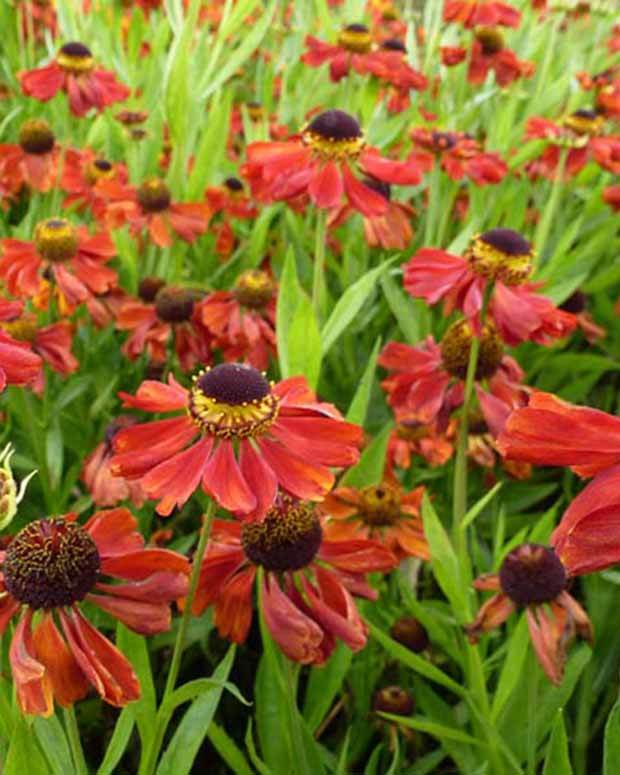 Hélénie Kupferzwerg - Fleurs vivaces - Helenium Kupferzwerg