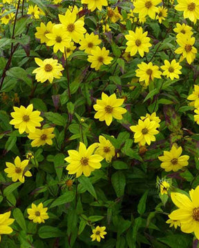 Soleil vivace à petites fleurs - jardins - HELIANTHUS MICROCEPHALUS