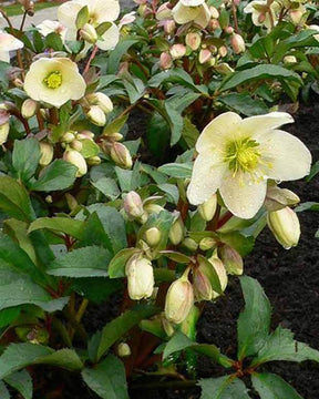 Hellébore hybride Candy Love Helleborus x nigercors Candy Love - Hellébores - Helleborus x ballardiae Candy Love