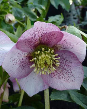 Hellébore d Orient Pink Spotted - Hellébores - HELLEBORUS ORIENTALIS PINK SPOTTED