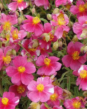 3 Hélianthèmes Raspberry Ripple - Fleurs vivaces - HELIANTHEMUM RASPBERRY RIPPLE