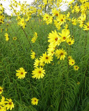 Tournesol vivace à feuilles de saule - jardins - Helianthus salicifolius