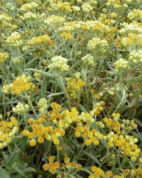 Immortelle hybride Swefellicht - jardins - Helichrysum Schwefellicht