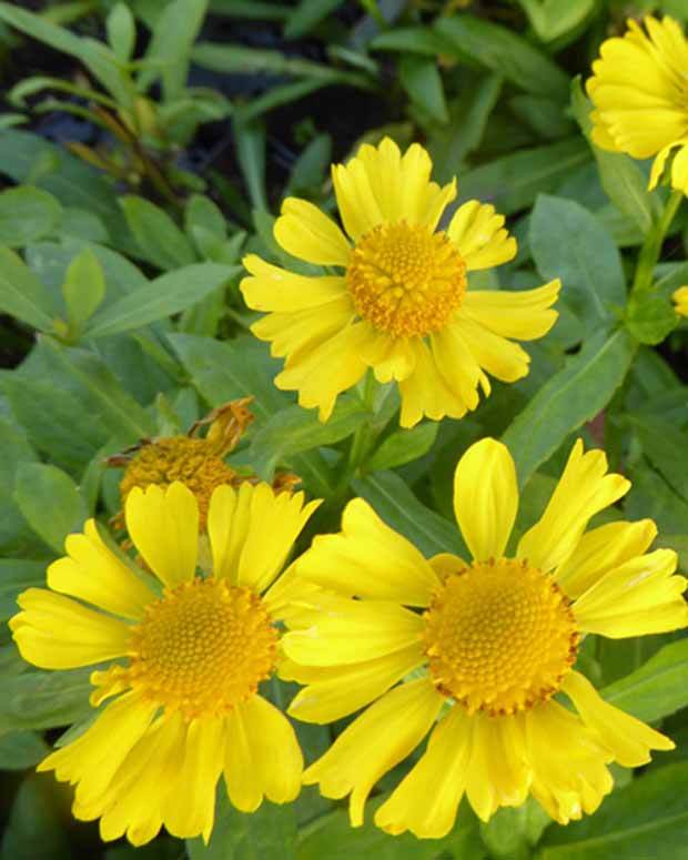 Hélénie Sonnenwunder - Fleurs vivaces - Helenium Sonnenwunder