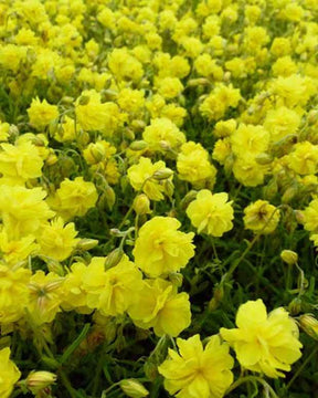 Hélianthème Sulphureum Plenum - Fleurs vivaces - HELIANTHEMUM SULPHUREUM PLENUM