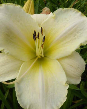 Hémérocalle Arctic Snow - Fleurs vivaces - Hemerocallis Arctic Snow