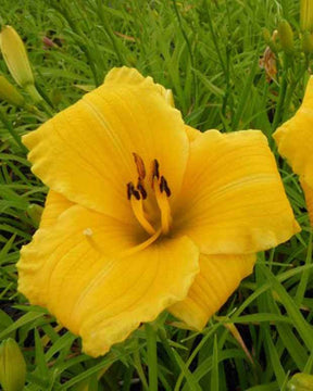 Hémérocalle Bakabana - Fleurs vivaces - Hemerocallis Bakabana