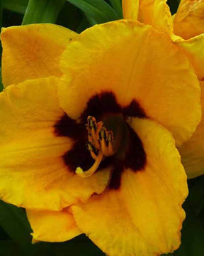 Hémérocalle Blackberry Candy - Fleurs vivaces - Hemerocallis Blackberry Candy