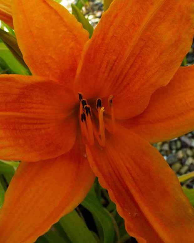 Hémérocalle Burning Daylight - Fleurs vivaces - Hemerocallis Burning Daylight